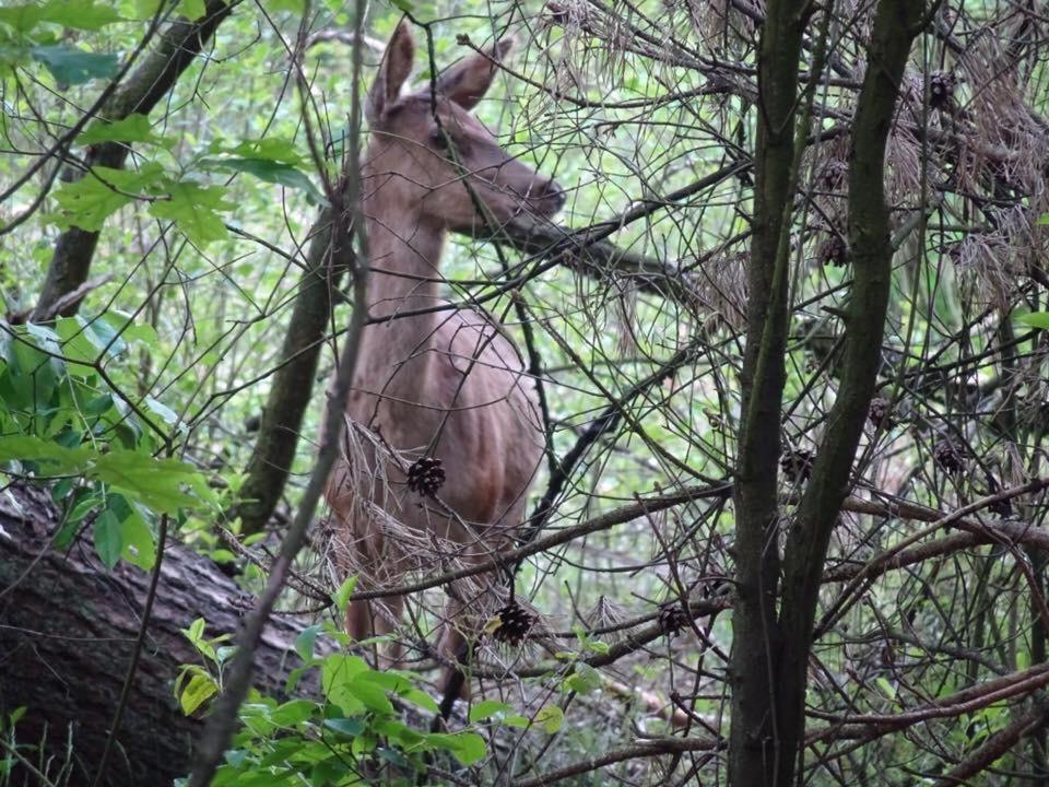 Veluwe Park Reewold Chalet Talisman Путен Екстериор снимка