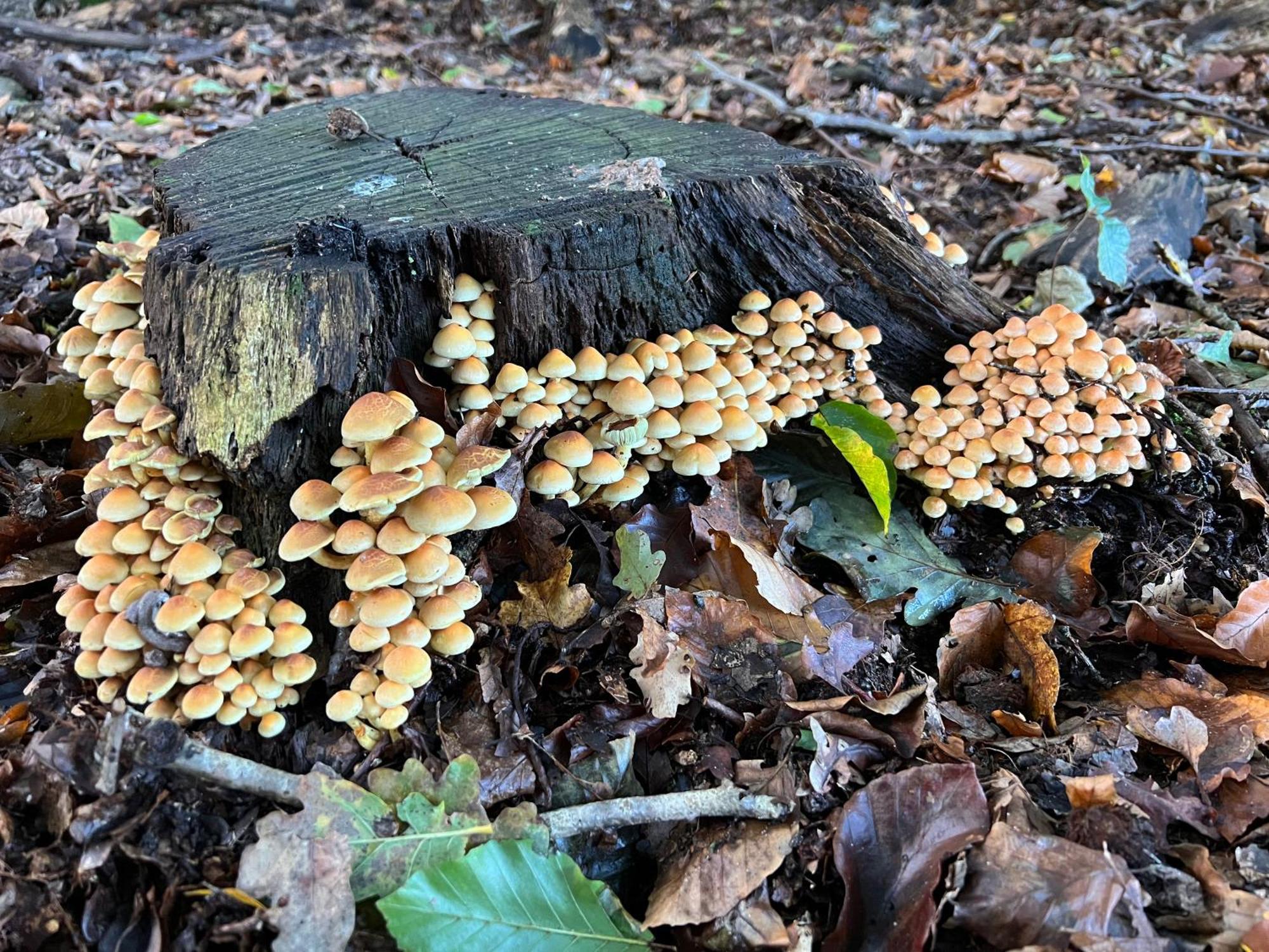 Veluwe Park Reewold Chalet Talisman Путен Екстериор снимка